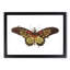 Leona Butterfly by George Shaw - Picture Frame Painting Print-55582494-55582497