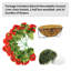 52cm Plant