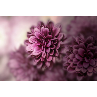 Pink Dahlia - Wrapped Canvas Print