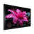Black Single Picture Framed