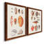 Toile encadrée de qualité supérieure Shell - prêt à accrocher-891052653-891052650-891277984