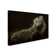 Trademark Art 'iguana Profile' Photographic Print On Wrapped Canvas 