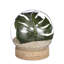 Cedernier Glass Table Vase 1-601099253