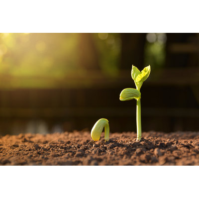 Growing Seedling In Soil - Wrapped Canvas Print