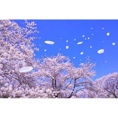 Scattering Petals From Cherry Tree by 7maru - Wrapped Canvas Print