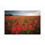 Poppies Field by Mateusz Piesiak - Floater Frame Print on Canvas-73062290-73062289