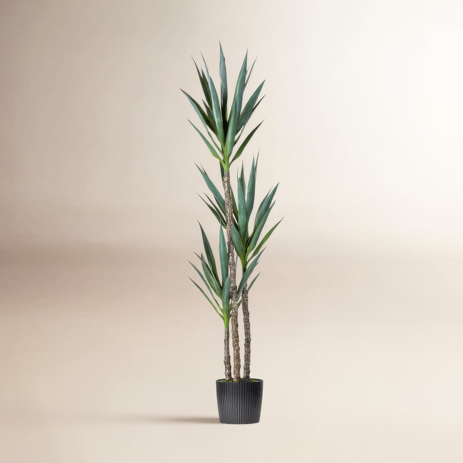 Yucca Tree in Pot, 60" H x 12" W x 12" D