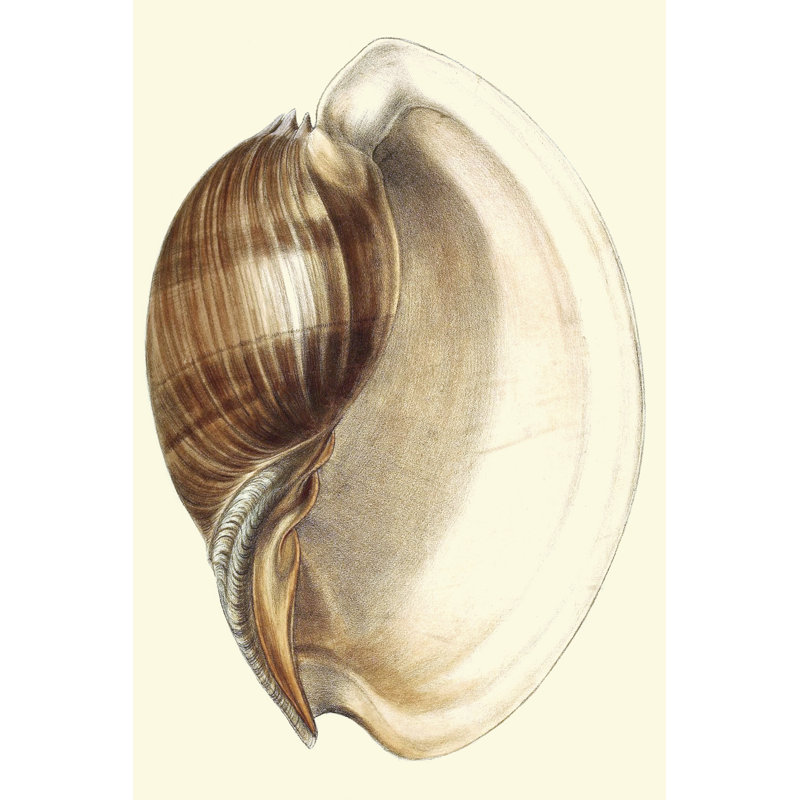 Splendid Shells III by Vision Studio - Wrapped Canvas Art Prints, 46cm H x 30cm W x 3.8cm D