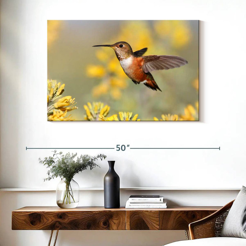Brampt Allen's Hummingbird