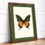 Specimen Butterfly Botanical - Framed Print-1769054386-1769054385