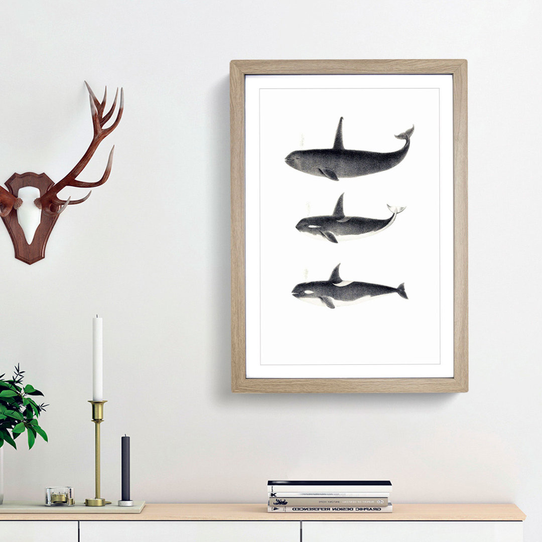Orca Killer Whales by C.M. Scammon - Framed Print