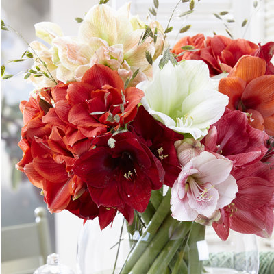 Amaryllis Economy Mixed Bulb