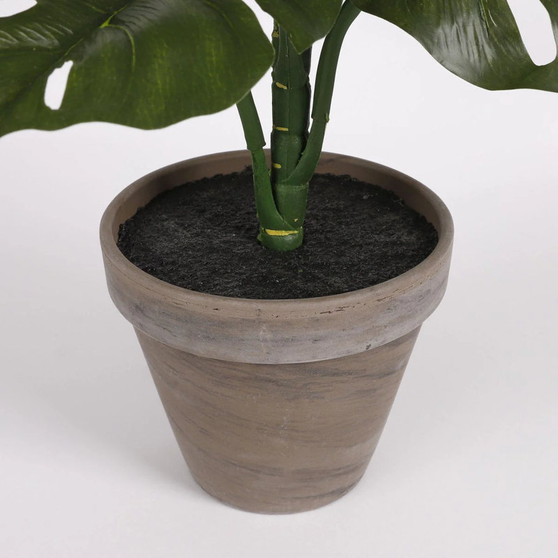 Monstera 48cm Plant