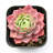 MistFoliage Meng Lu Succulent - Live Potted Echeveria Succulent, Rosette Pink-Green Leaves, Indoor Plant