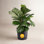 Costa Farms Ficus Lyrata Fiddle Leaf Fig Plant