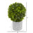 Boxwood Artificial Mini Topiary