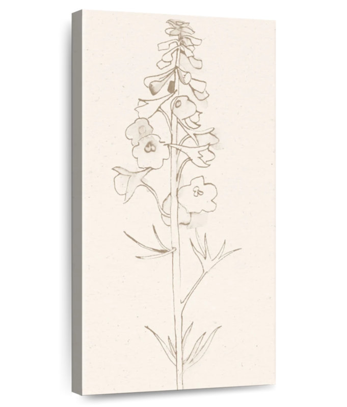 Delphinium II