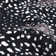 Buchannan Animal Print Hand-Knotted Area Rug in Black/White/Gray