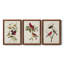 Pl 354 Louisiana Tanager - Ensemble de 3 peintures sur toile encadrées-384900184-384900185