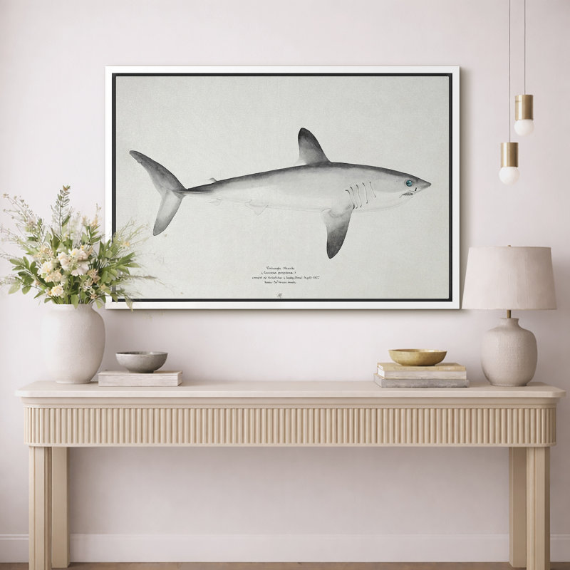 Minimalist Shark Scientific Artwork, Bathroom Pictures, Framed Canvas Giclee Print Wall Art., 16" H x 24" W