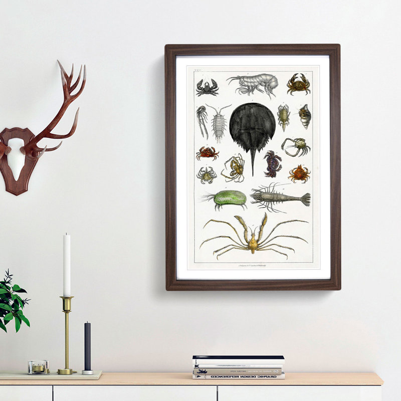 Crabs & Lobsters by Oliver Goldsmith - Picture Frame Painting Print, 36cm H x 27cm W x 2cm D, Walnut Framed