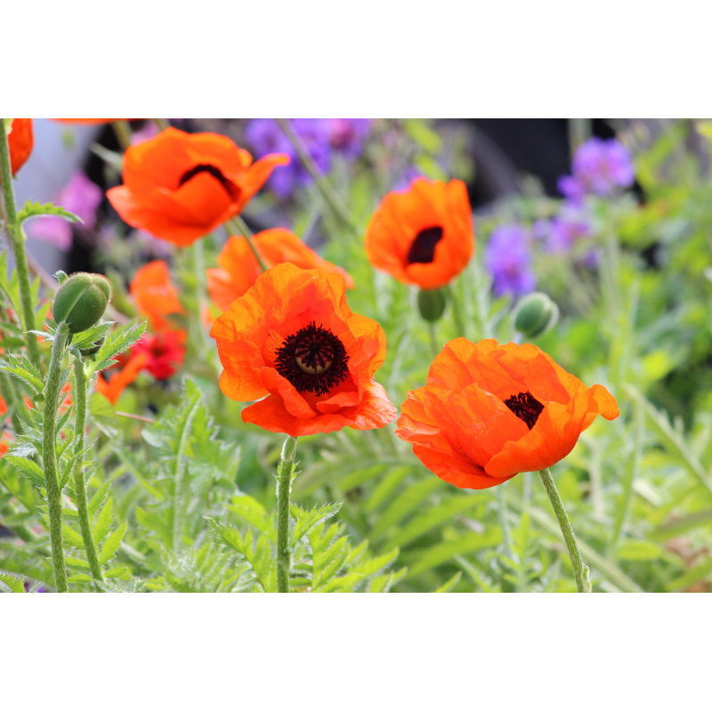 Red Poppies 5 - Wrapped Canvas Print, 51cm H x 76cm W x 3.8cm D