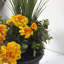 Marigold Medows en pot