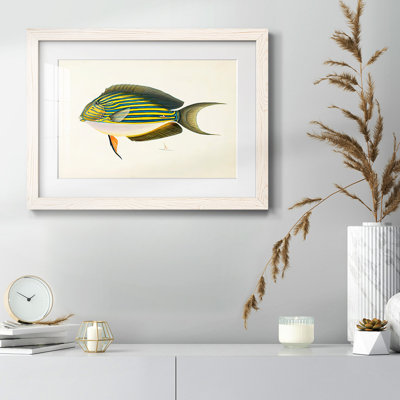 " Tropical Fish Collection I "