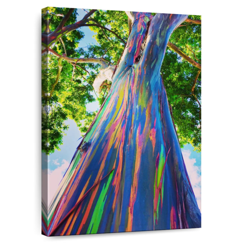 Harnek Hawaiian Rainbow Eucalyptus Tree, 12" H x 8" W