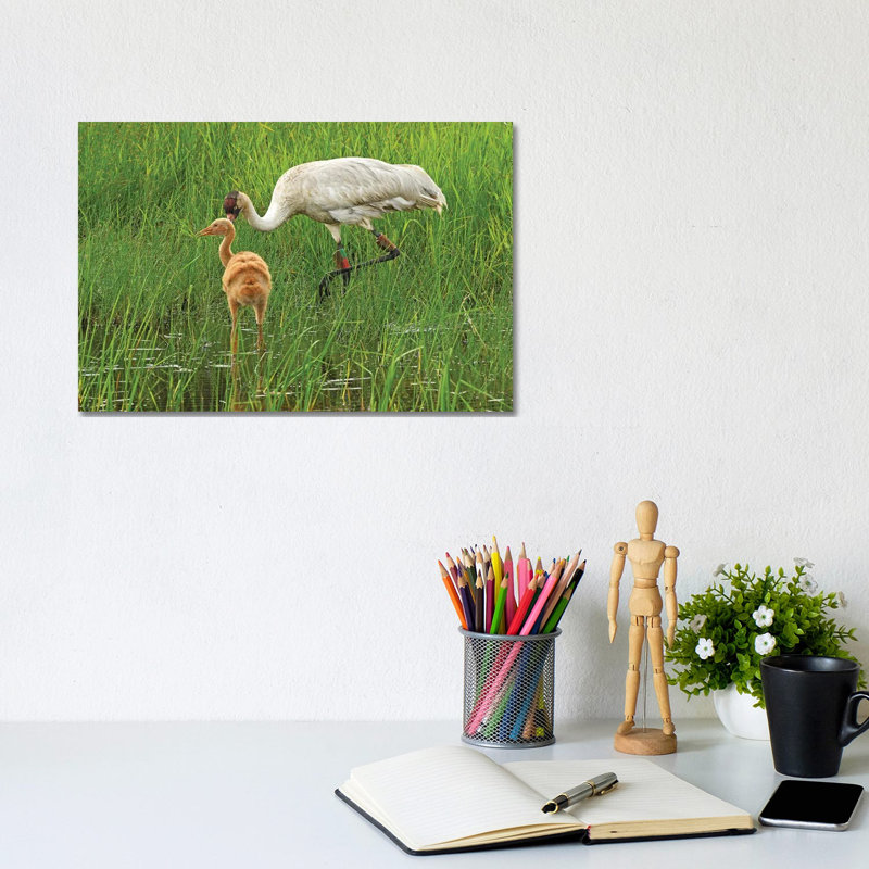 Endangered Whooping Crane And Colt - Wrapped Canvas Print, 20.32 cm H x 30.48 cm W