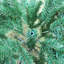 Lighted Artificial Christmas Tree-106734805