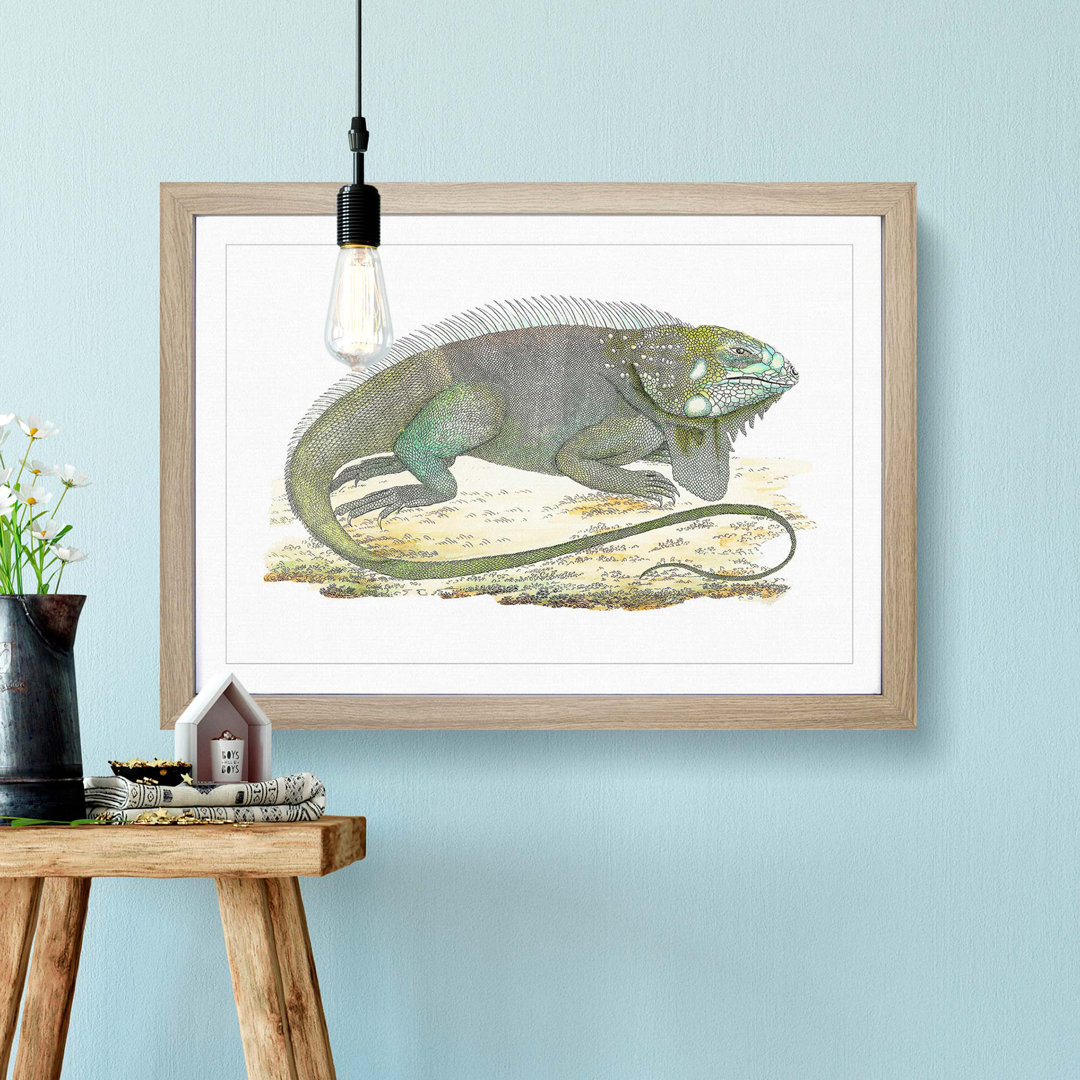 Iguana by George Shaw - Framed Print