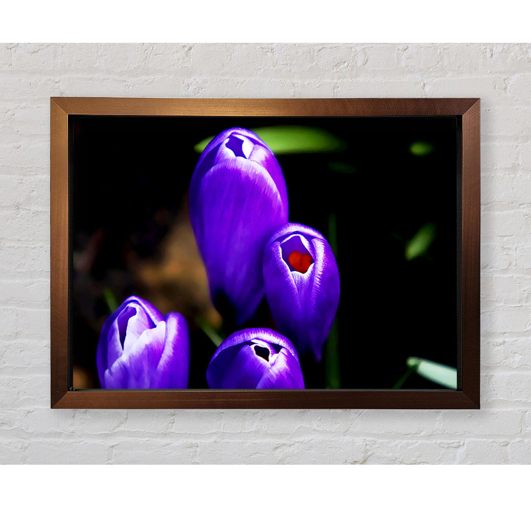 Purple Crocus Delight - Einzelner Bilderrahmen Kunstdrucke