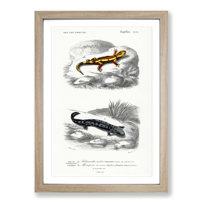 Salamander Illustrations PL. 18 by Charles d' Orbigny - Picture Frame Painting Print, 36cm H x 27cm W x 2cm D, Oak Framed