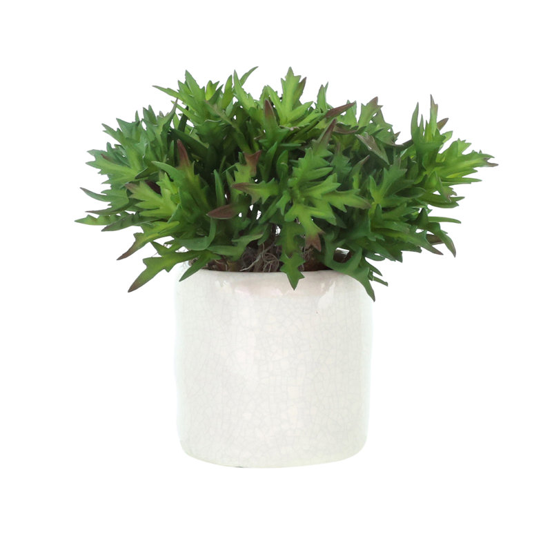 Plantes grasses dans un pot en céramique