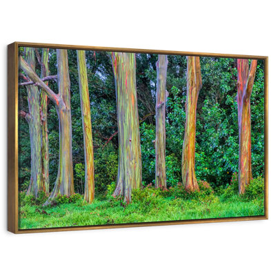 Eucalyptus arc-en-ciel