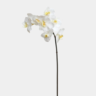 Phalaenopsis Orchidée Blanche 23 po