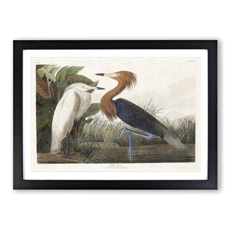 Heron by John Audubon - Picture Frame Painting Print, 48cm H x 65cm W x 2cm D, Black Framed