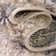 Tapis beige Mitzy
