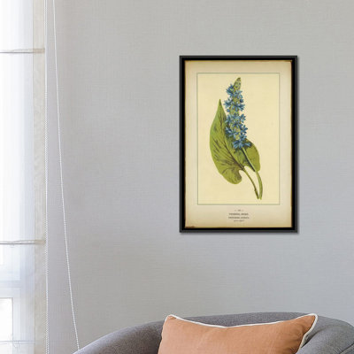 Pickerelweed, Pontederia Cordata by PI Collection - Gallery-Wrapped Canvas Giclée