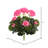Faux Geranium Bush-1472071184