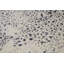 Kendale Oriental Area Rug