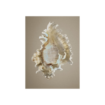 Shells On Champagne I Print by Sofia Fox