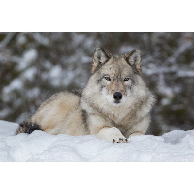 Gray Wolf by Jean Landry - Wrapped Canvas Print