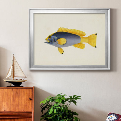 " Tropical Fish Collection V " Painting Print