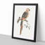 A Parrot by Johan Teyler - Single Picture Frame Painting-55453479-55453480
