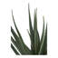 Ance 51cm Aloe Vera Plant