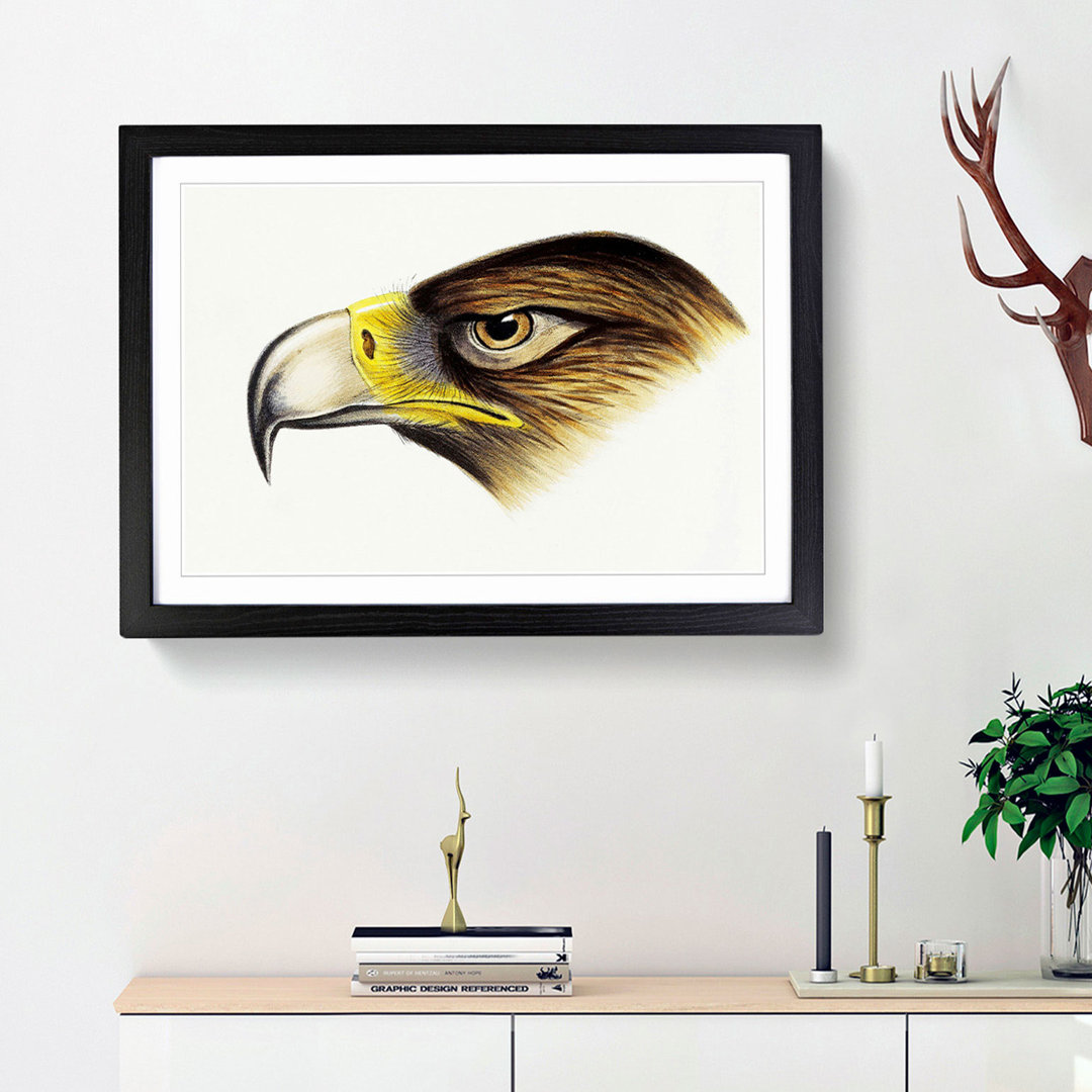 Eagle by John Gould - Framed Print