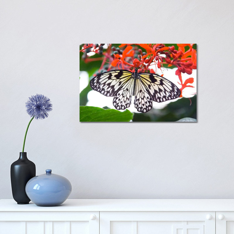 White Butterfly - Wrapped Canvas Print, 30.48 cm H x 45.72 cm W
