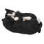 Sleeping Couple Cats-67579692